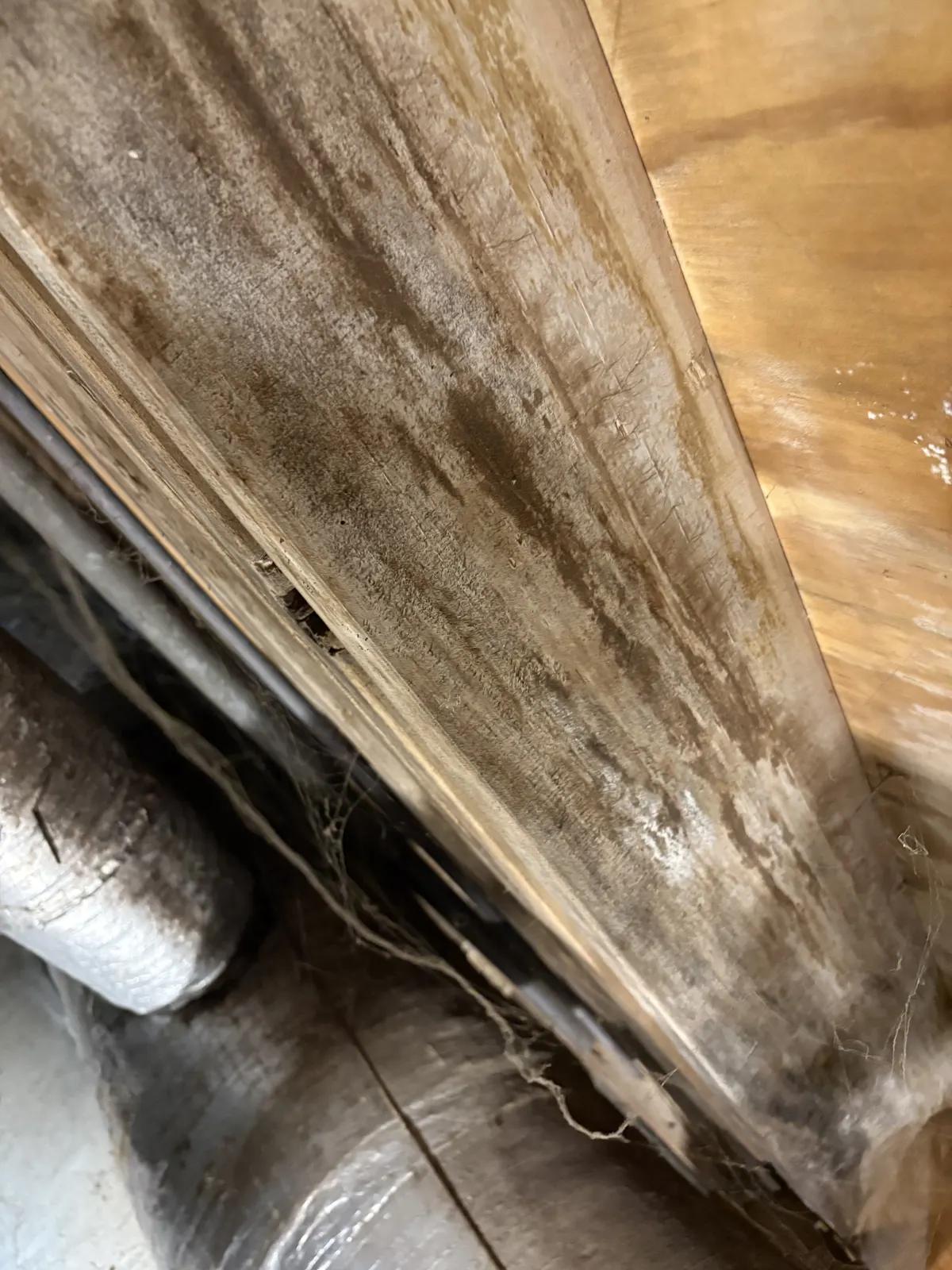 Illustrative mold remediation service image; not a verified completed project