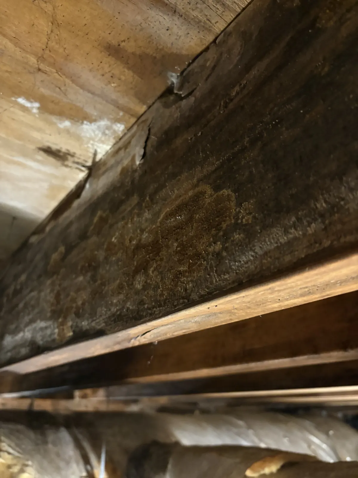 Illustrative mold remediation service image; not a verified completed project